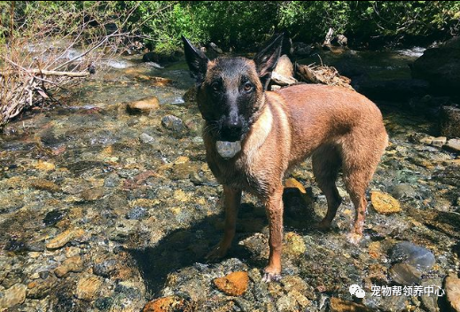 主人被美洲狮攻击,马犬奋不顾身冲上去搏斗,主人:我欠它条命__凤凰网