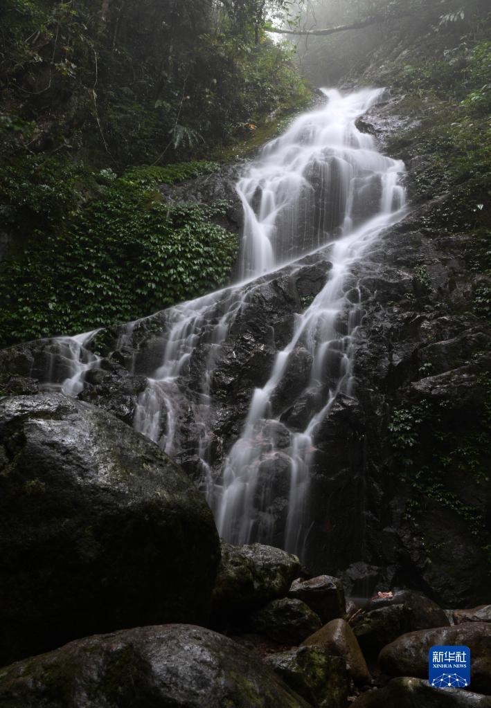 海南热带雨林国家公园五指山片区景色(5月3日摄)。新华社记者 杨冠宇 摄