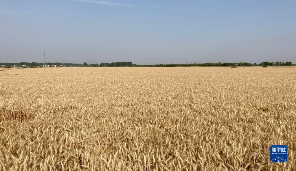 这是在安徽太和县淙祥现代农业种植专业合作社拍摄的麦田丰收景象（2022年6月2日摄）。新华社发（徐旭东 摄）