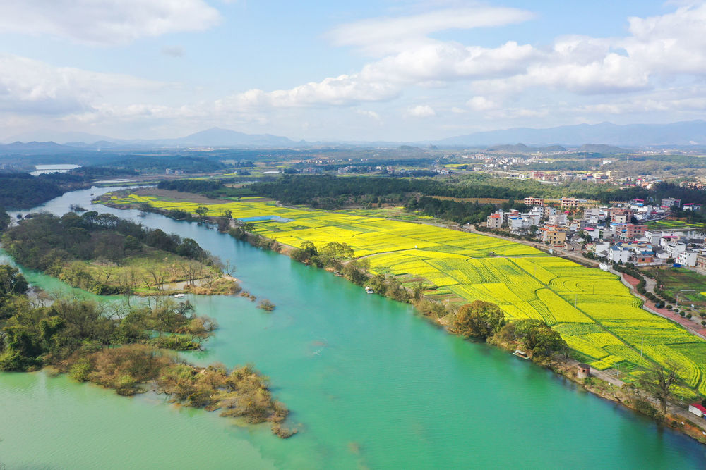 3月7日拍摄的湖南道县祥霖铺镇两河口村的油菜花田(无人机照片).