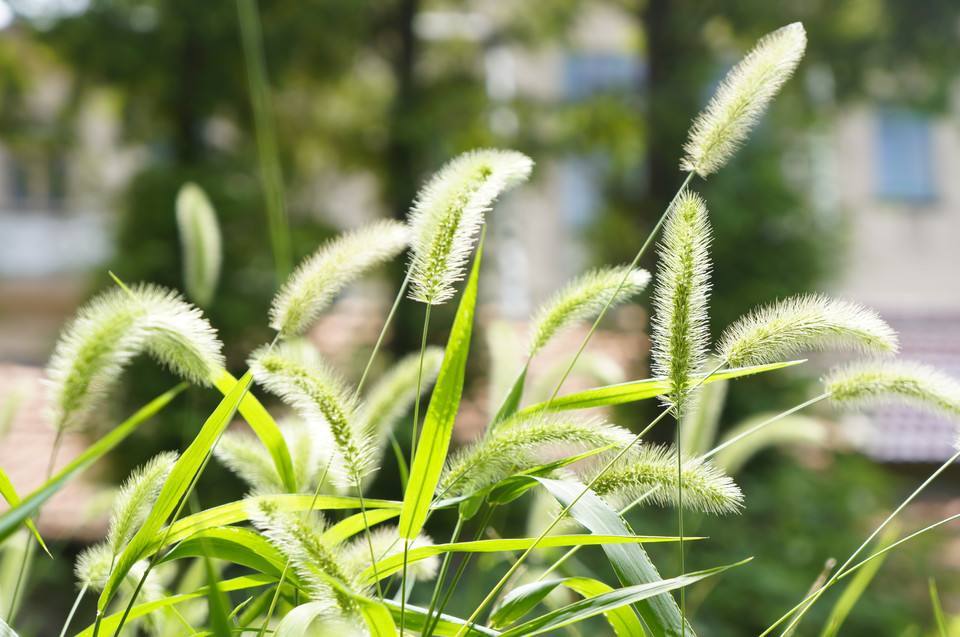 狗尾巴草的生命