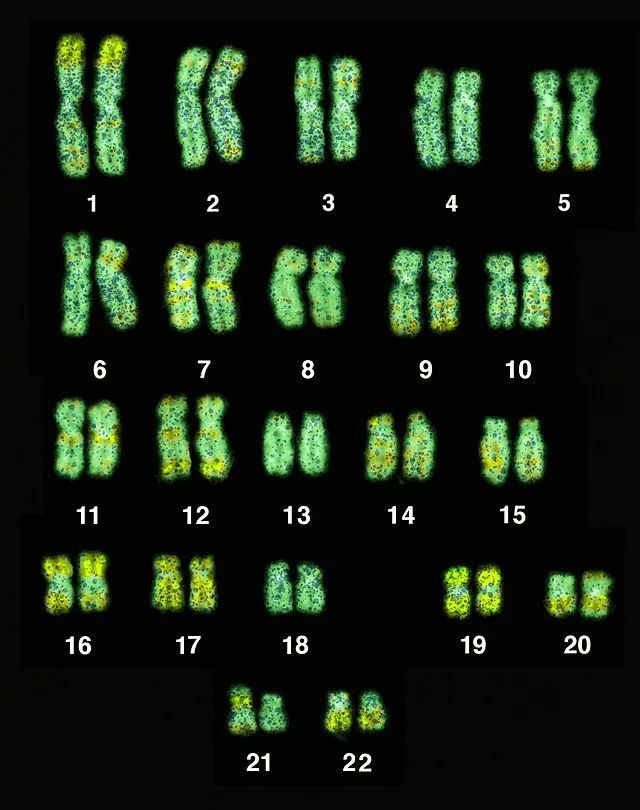 人类的1至22号染色体