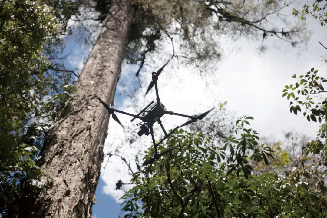 ▲搭载了激光雷达的无人机正飞往辛达布的树顶，自上而下的激光脉冲能扫描出树的立体模型
