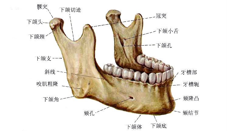 腮骨反骨图片