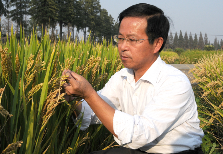 大国粮策 | 从“吃饱”到“吃好”,“南粳之父”王才林稻花香里逐梦行