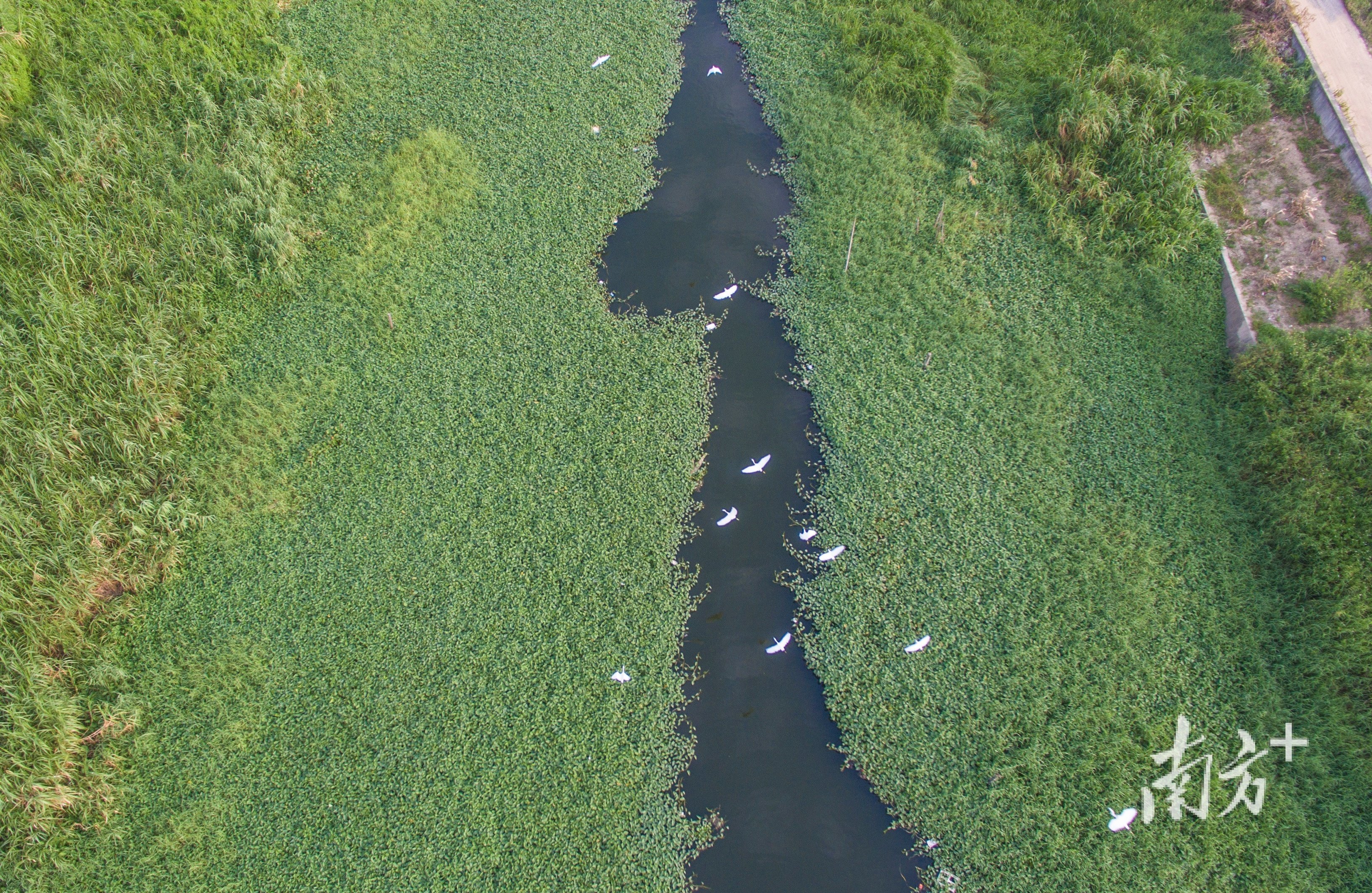 普宁市白坑湖是练江的发源地之一，一群鹭鸟在水道中飞翔。
