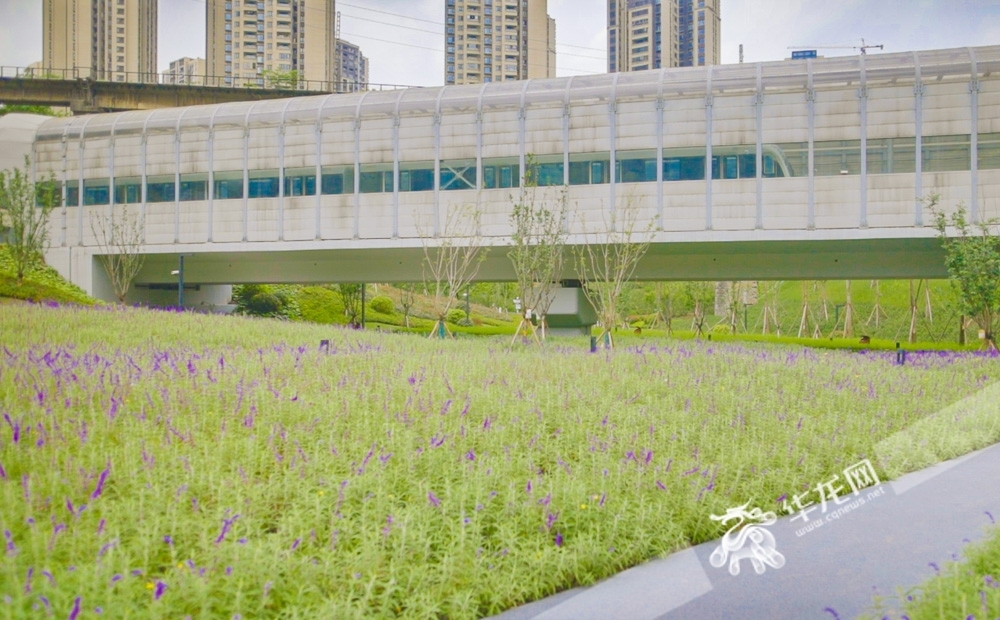 渝中區紅巖公園,軌道9號線列車從花海中穿過.