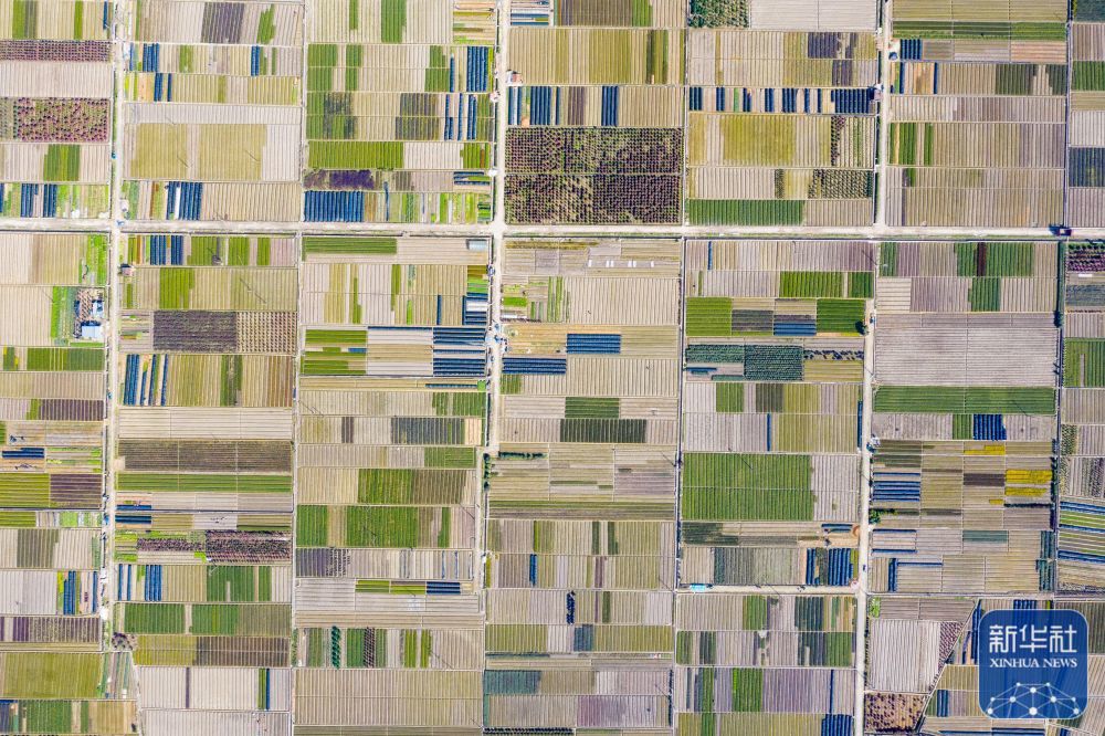 3月8日拍摄的浙江省宁波市北仑区柴桥街道东六房村农田风光(无人机