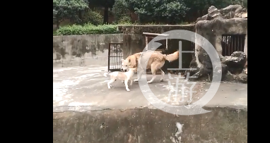 公狼和母狗互动