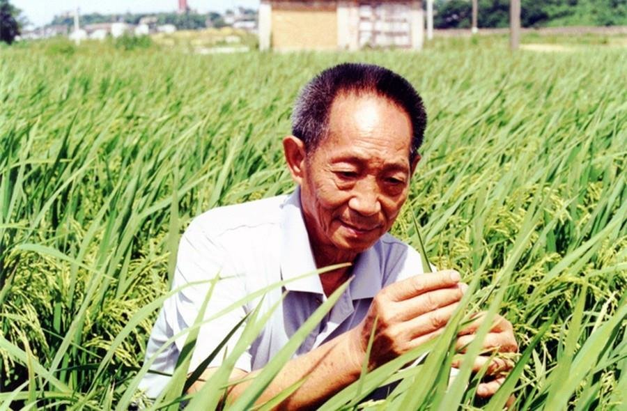 他就是用一粒种子改变世界的袁隆平