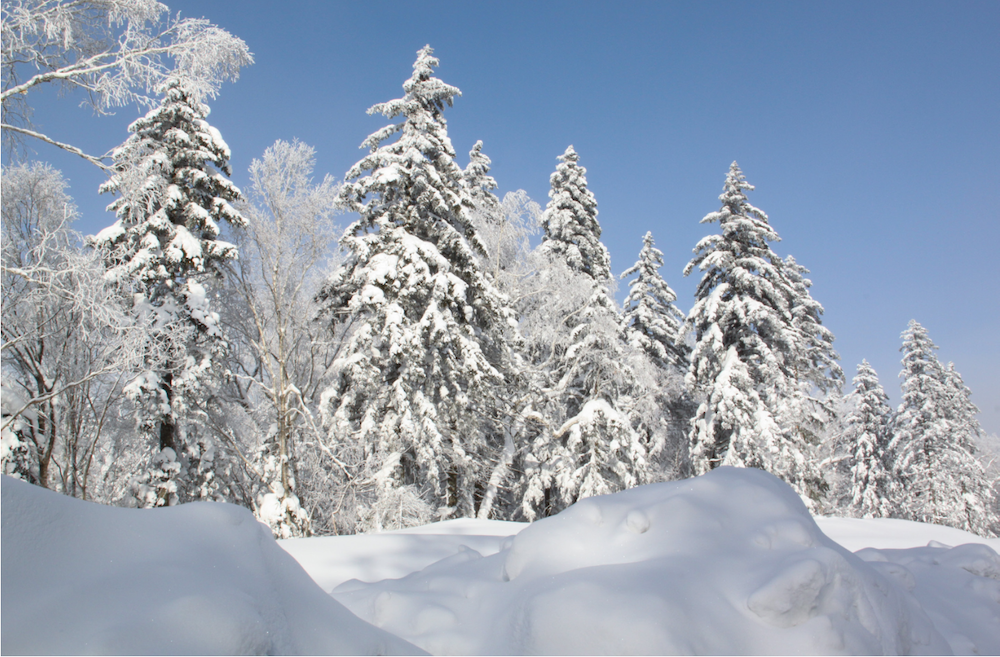 大雪压松树图片大全图片