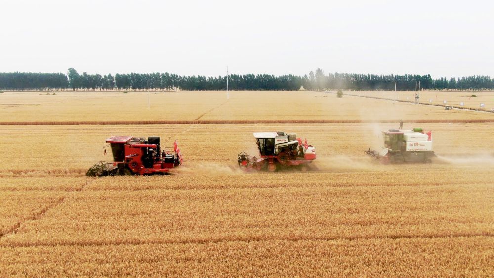 6月9日,宁晋县贾家口镇小刘村的小麦迎来收获季,农机手驾驶联合收割机