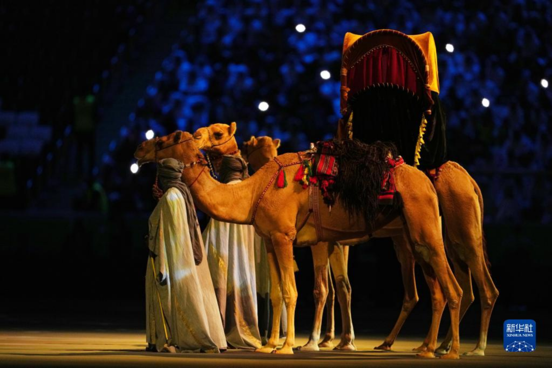 11月20日，卡塔尔世界杯开幕式上的骆驼 图：新华社