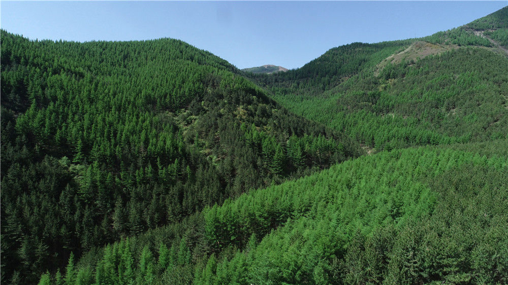 宁夏固原市原州区天然林资源修复保护工程(5月11日摄,无人机照片).