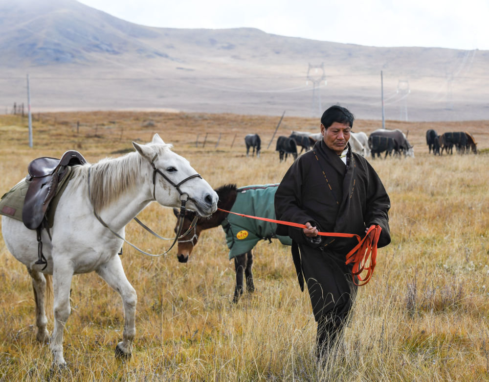 东周牵着一匹河曲马.新华社记者 王曦 摄