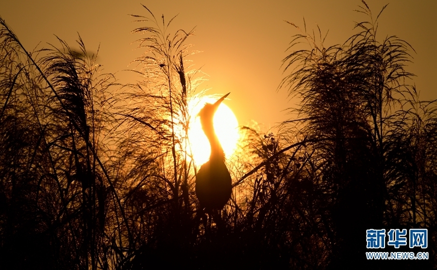 红河州弥勒市湖泉生态园内，一只沐浴在晨光里的“小精灵”（摄于2月16日）。新华网发（普佳勇/摄）