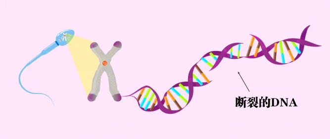 DNA链发生断裂的精子，是更大的问题之一