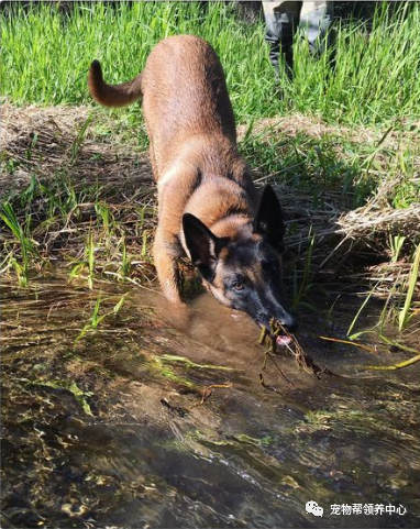 主人被美洲狮攻击,马犬奋不顾身冲上去搏斗,主人:我欠它条命__凤凰网