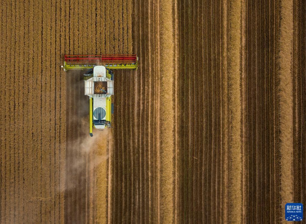 在位于新疆昌吉回族自治州奇台县大泉塔塔尔民族乡的麦田里，联合收割机在收割小麦（7月7日摄，无人机照片）。