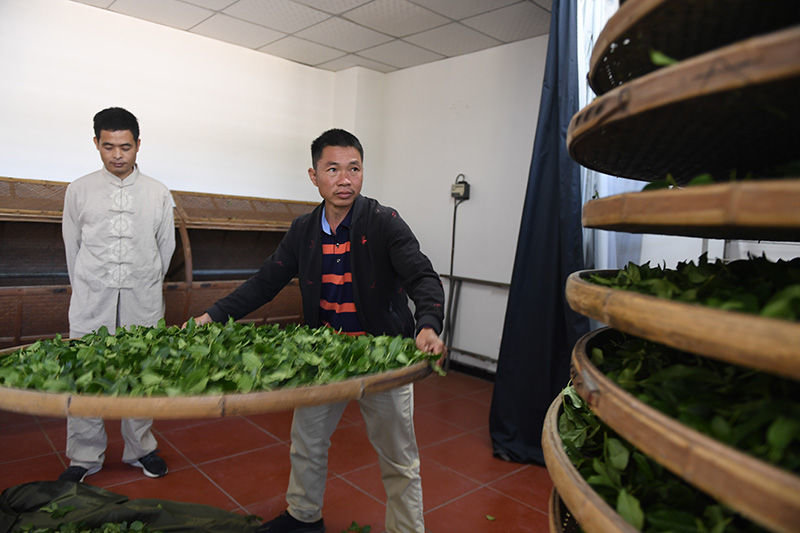 在福建省安溪县感德镇槐川村，茶农在加工铁观音茶叶 宋为伟 摄