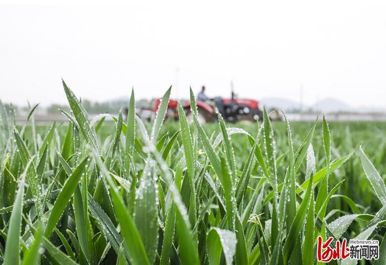 1.2020年4月19日，河北唐山遵化市东新庄镇前毛庄村村民在驾驶农机在田间耕作。 通讯员刘满仓摄影报道.jpg
