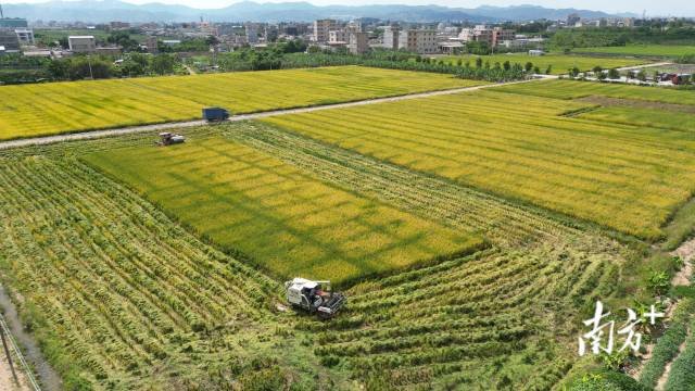 趁着晴好天气，连日来，汕头各地晚造水稻相继开镰，拉开了秋收重头戏的帷幕。 