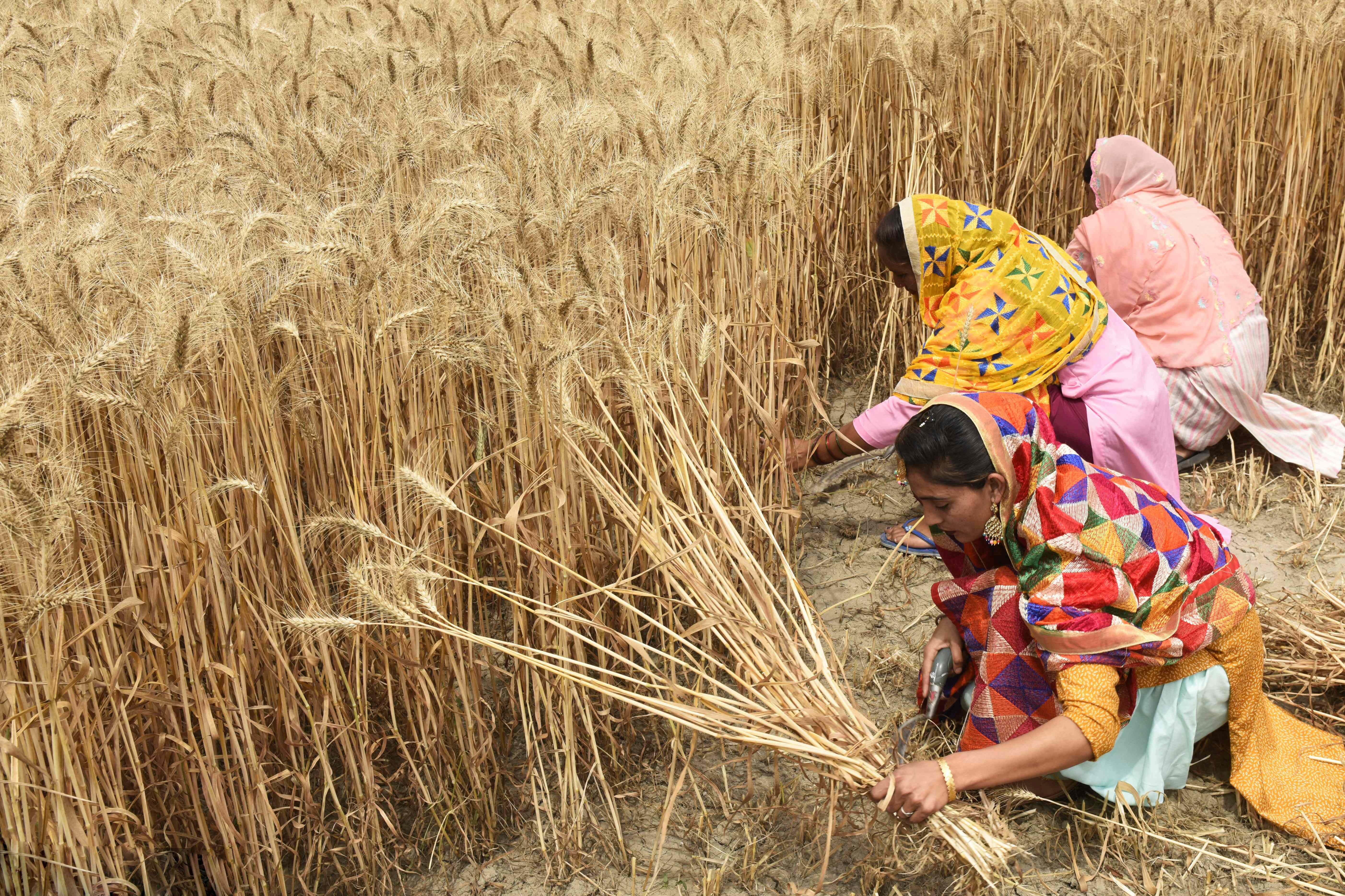 当地时间2022年4月12日，印度阿姆利则，民众在田地里收割小麦。图自视觉中国