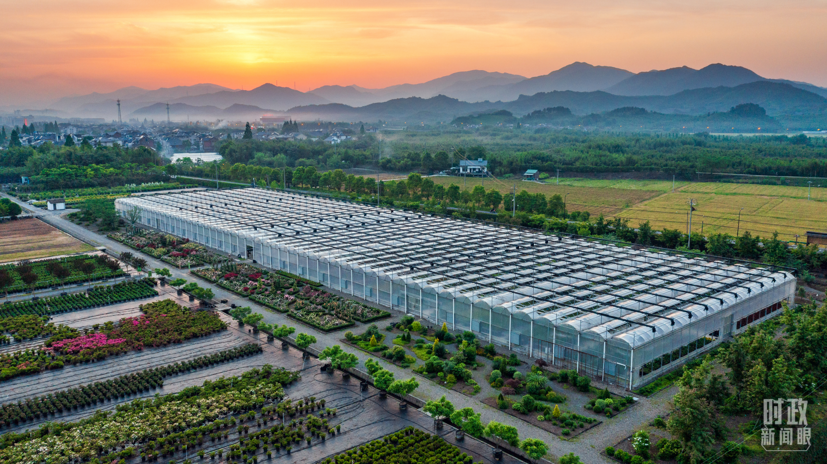 浙江杭州,现代化苗木种植基地(图/视觉中国)