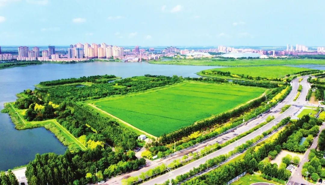 "津城""滨城"之间绿色生态屏障内的丽湖带状公园.(本报资料照片)