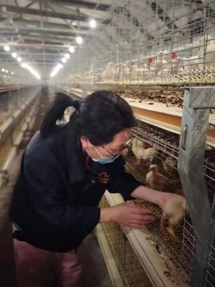 养殖户李懿洋在标准化鸡舍内检查鸡雏长势。起点白羽鸡养殖专业合作社供图