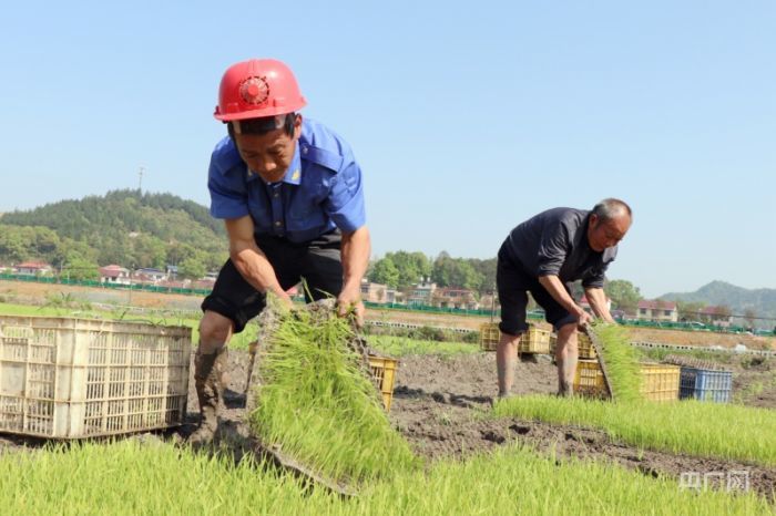 村民在张祖权流转的农田干活(央广网发 欧阳林摄)