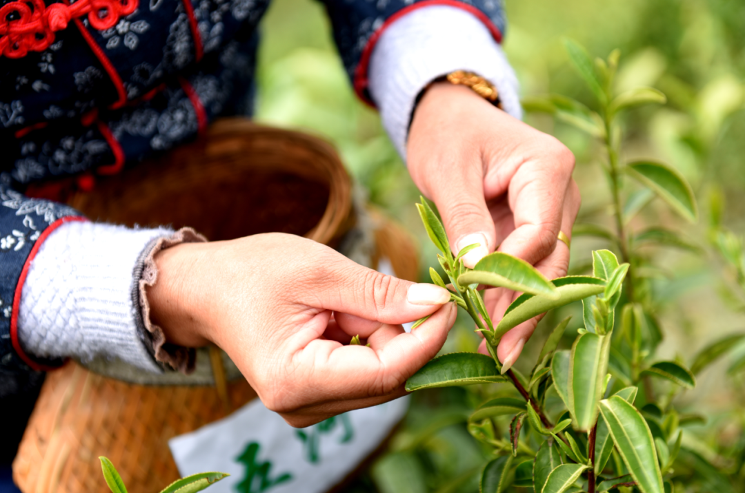 琵琶行传诵千载浮梁茶香溢神州