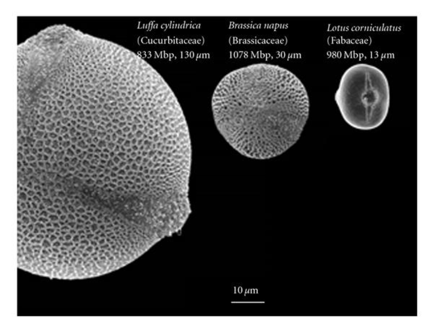 花粉的大小可以相差十几倍。从左到右：丝瓜，欧洲油菜，百脉根的花粉