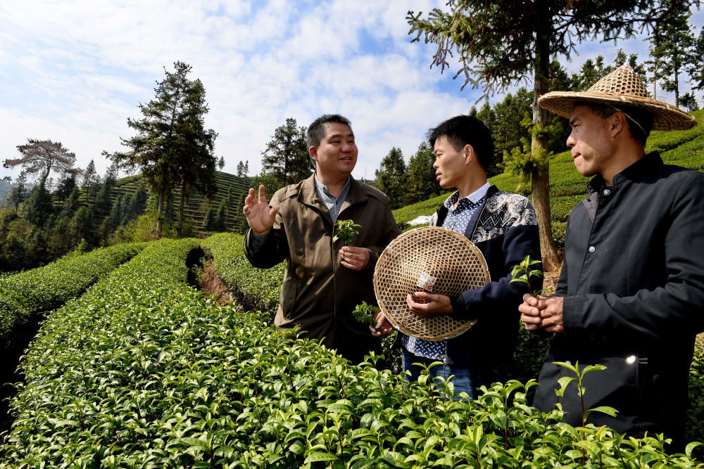 福建省武夷山市朝阳东升茶叶专业合作社的科技特派员工作站站长在茶园