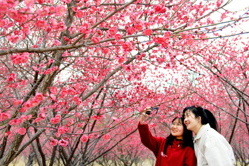 3月6日,在安徽省淮北市南湖风景区,人们在梅花园赏花游玩