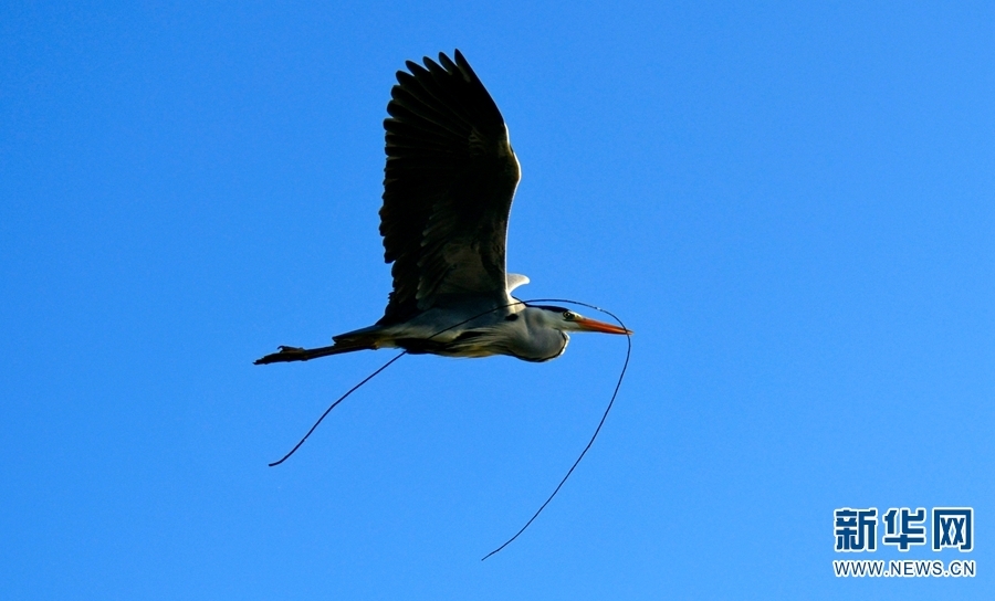 红河州弥勒市湖泉生态园内，一只鸟儿嘴衔枝筑巢（摄于2月16日）。新华网发（普佳勇/摄）