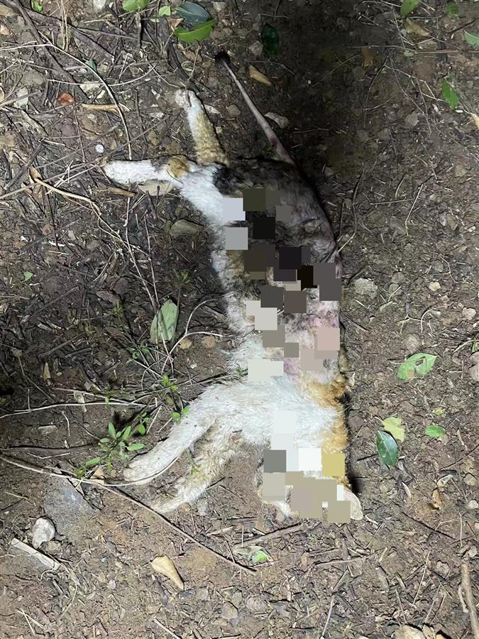 居民举报流浪猫疑被土枪射杀,济南警方:孔洞非枪伤,已发现弹弓使用者