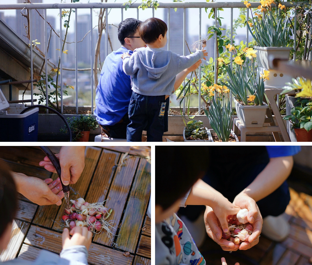 而如果原本就有一方阳台小菜园的,水培小葱,芹菜和孵豆芽开始风靡,不