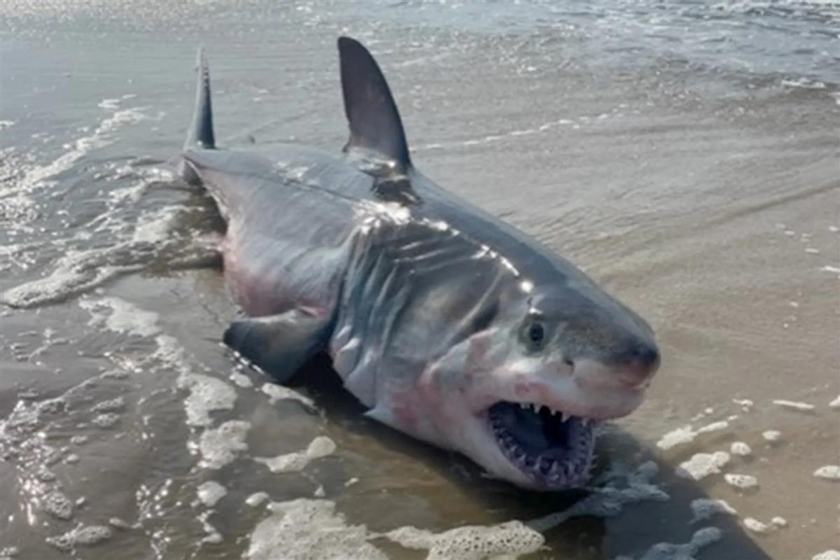 Biggest great white shark ever? Pictures show monster creature in ...