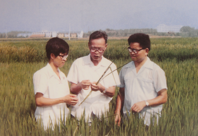 (王才林与汤玉庚导师(中)和洪德林师兄考察六优1号2)