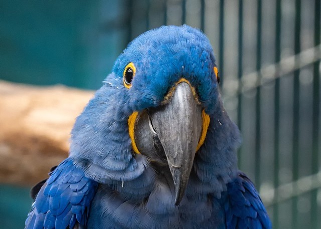 【每日摄影】均衡型全画幅微单 尼康Z6 II现在值得买吗