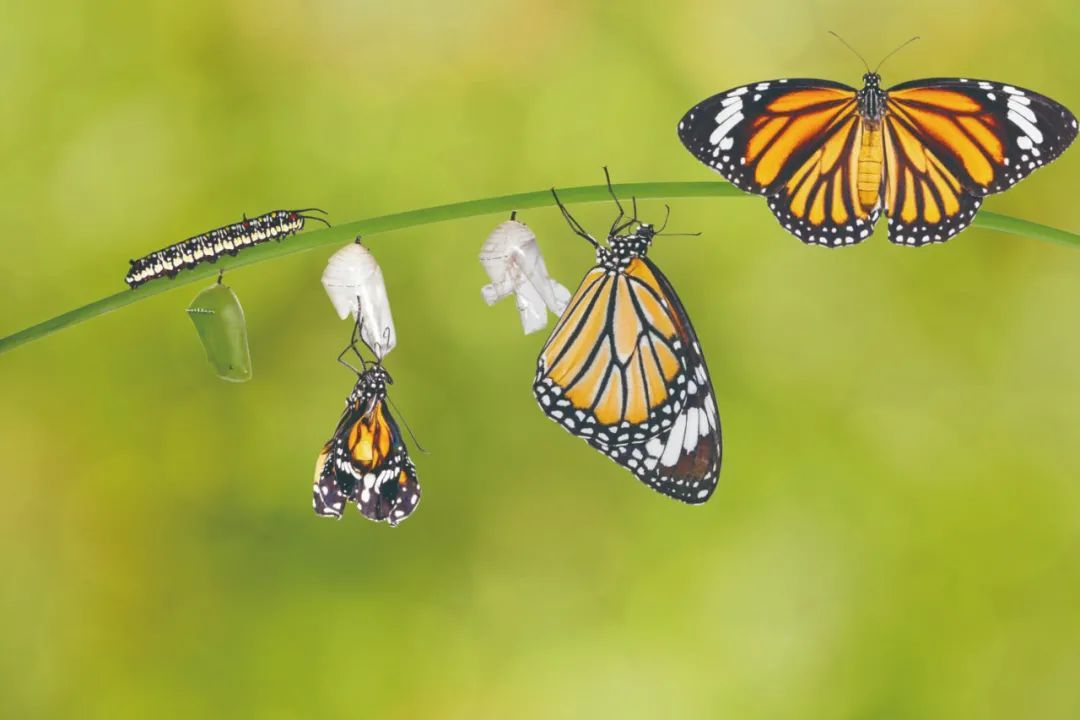 蝴蝶还保留着它们对毛毛虫的记忆吗?__凤凰网