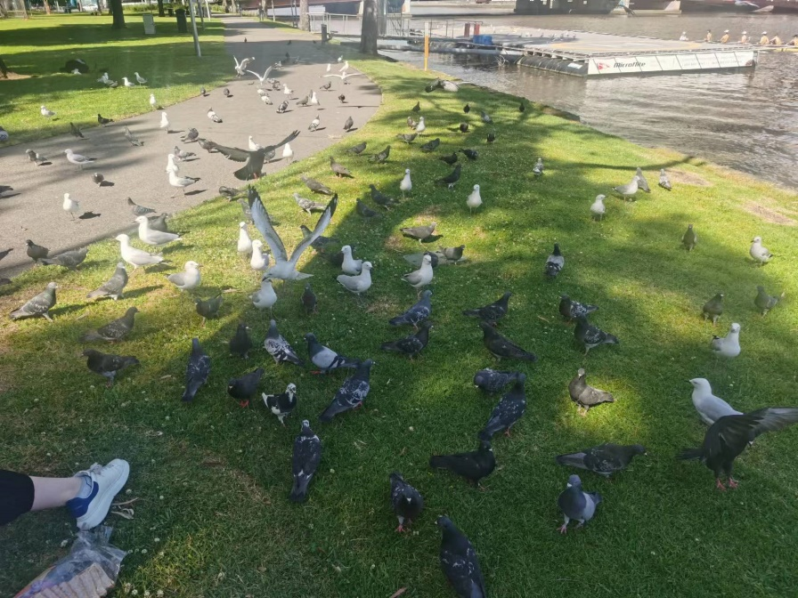许多澳大利亚人喜欢在草坪上喂鸟。图自作者