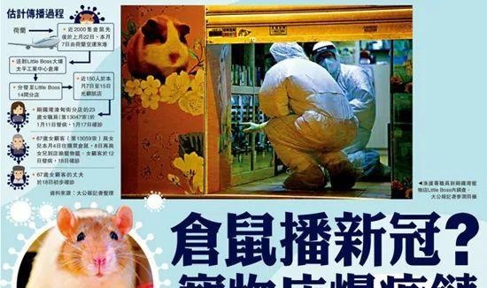 香港一宠物店仓鼠感染新冠病毒，或出现全球首例仓鼠传人