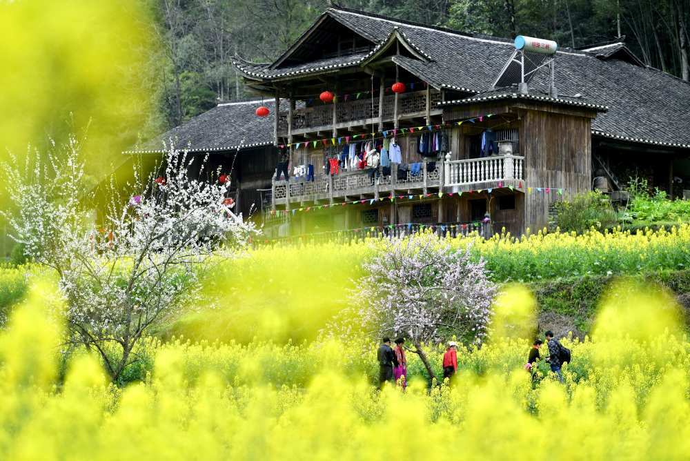 游客在宣恩县彭家寨古吊脚楼前赏花游玩.