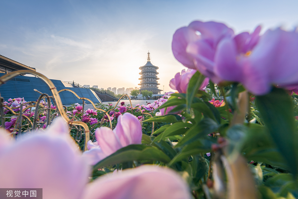 2022年4月25日,河南省隋唐洛阳城国家遗址公园天堂明堂景区,芍药花在落日余晖衬托中开放,花香四溢。