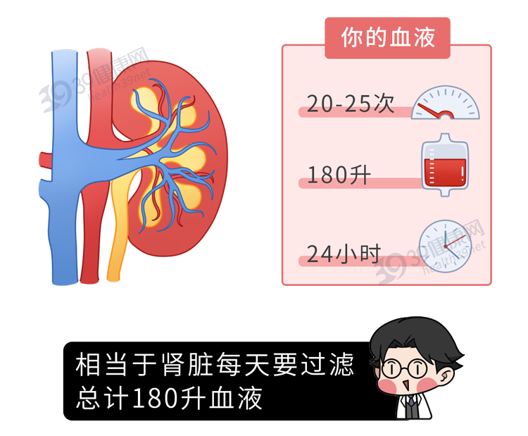 腎虛就是腎病?5大腎臟謠言,一次說清__鳳凰網