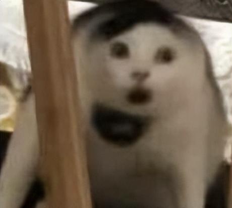 相册照片被谷歌AI举报:全网封杀 警方介入 但也喊冤无门 第4张-心情说说 相册照片被谷歌AI举报:全网封杀 警方介入 但也喊冤无门