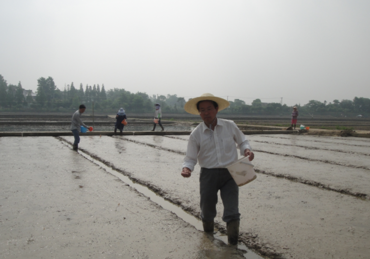 (2012年5月26日在王才林溧水基地播种)
