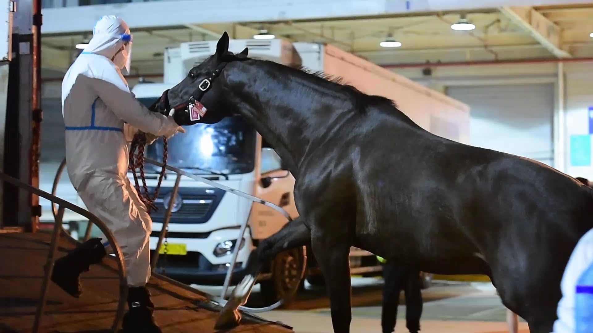 8月16日,浦东国际机场海关为一批次75匹进口马匹包机查验提供通关便利